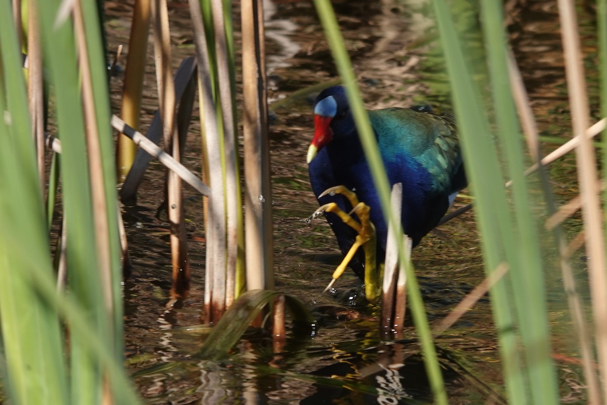 Sarı Bacaklı Sazhorozu - ML647797249