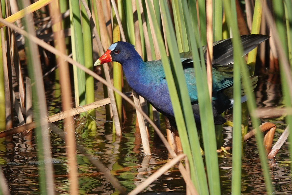 Sarı Bacaklı Sazhorozu - ML647797250