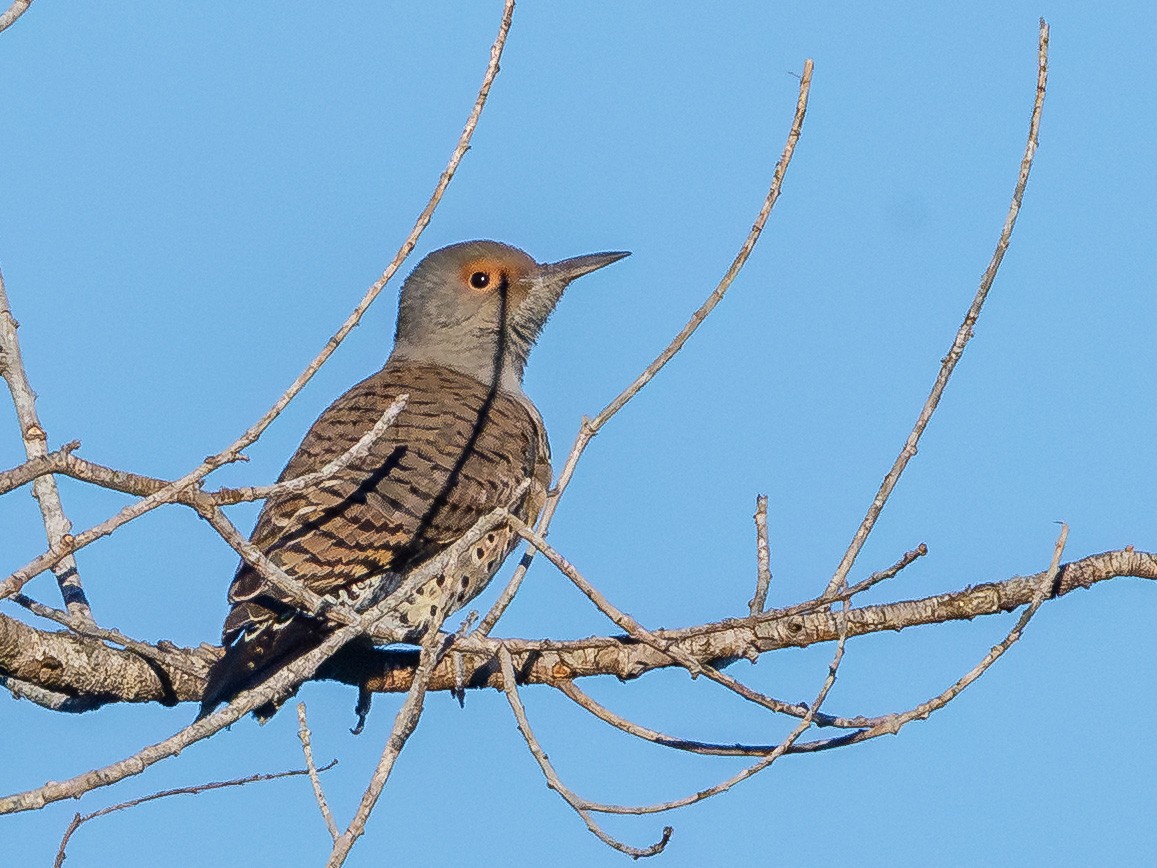 Altın Ağaçkakan - ML647797252