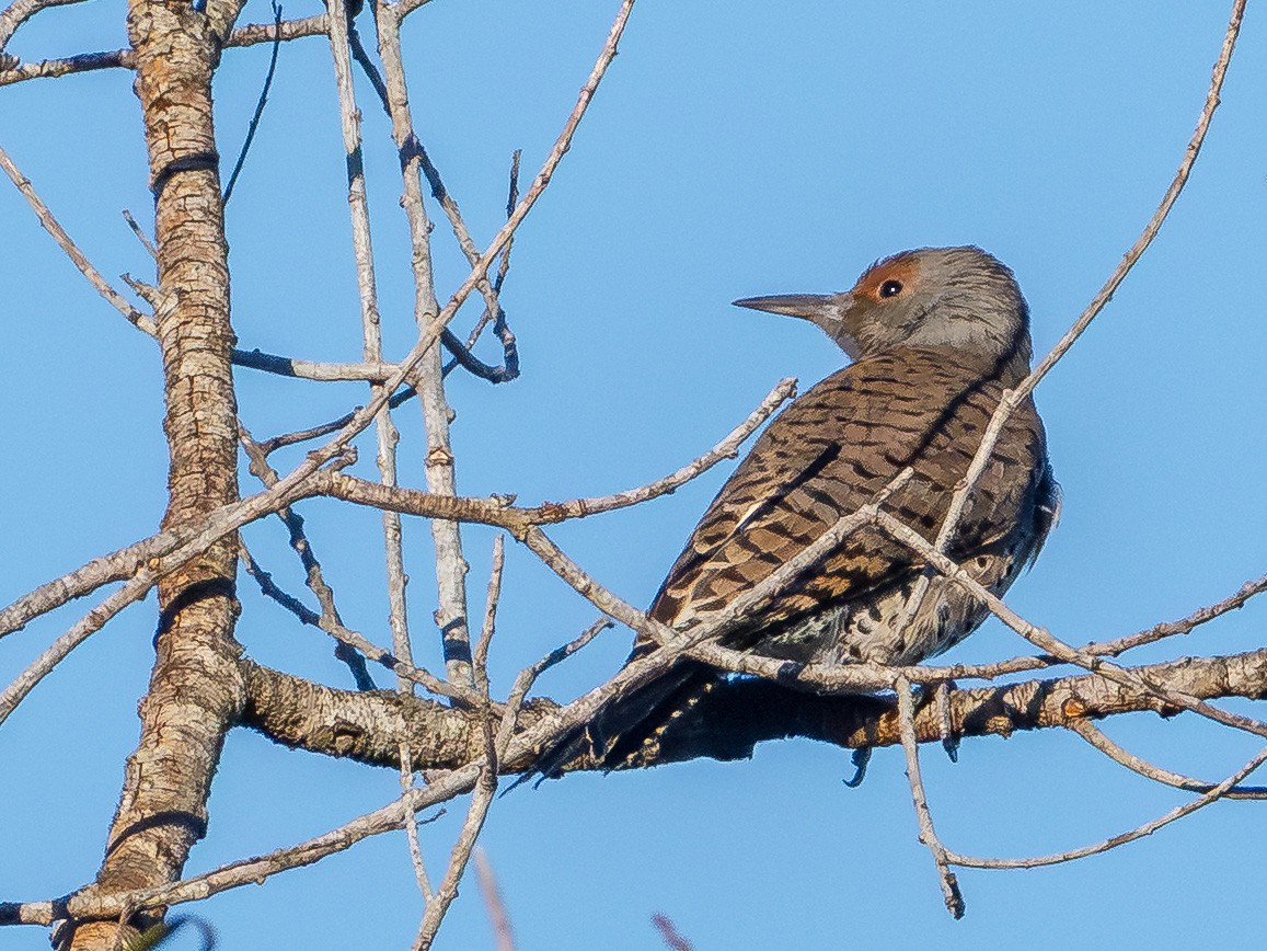 Altın Ağaçkakan - ML647797253