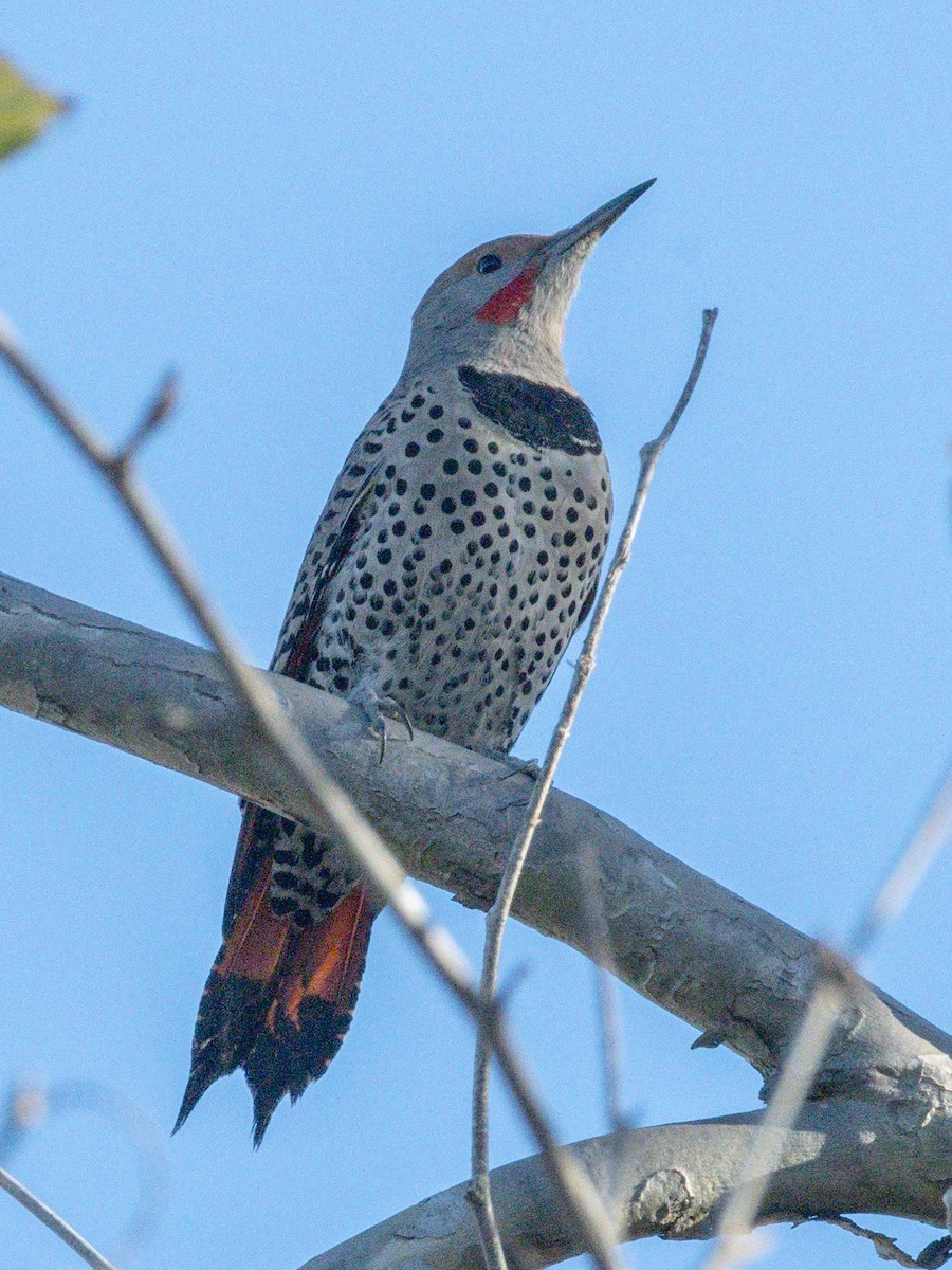 Altın Ağaçkakan - ML647797254