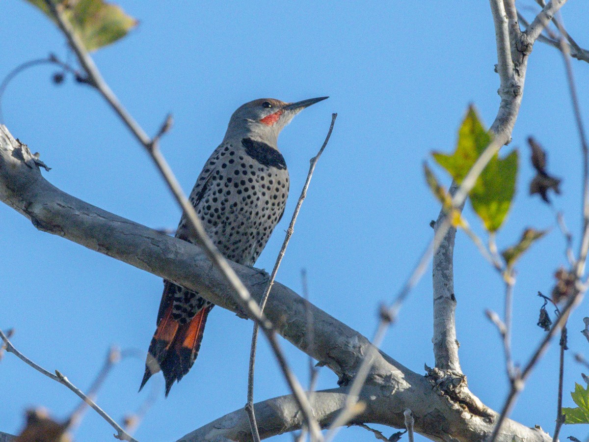 Altın Ağaçkakan - ML647797256