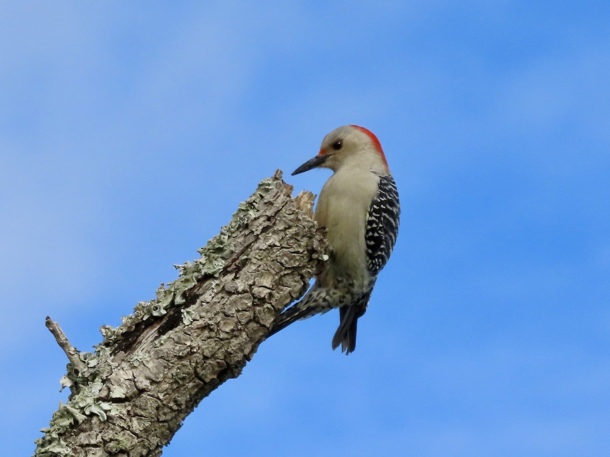 Kızılca Karınlı Ağaçkakan - ML647797257