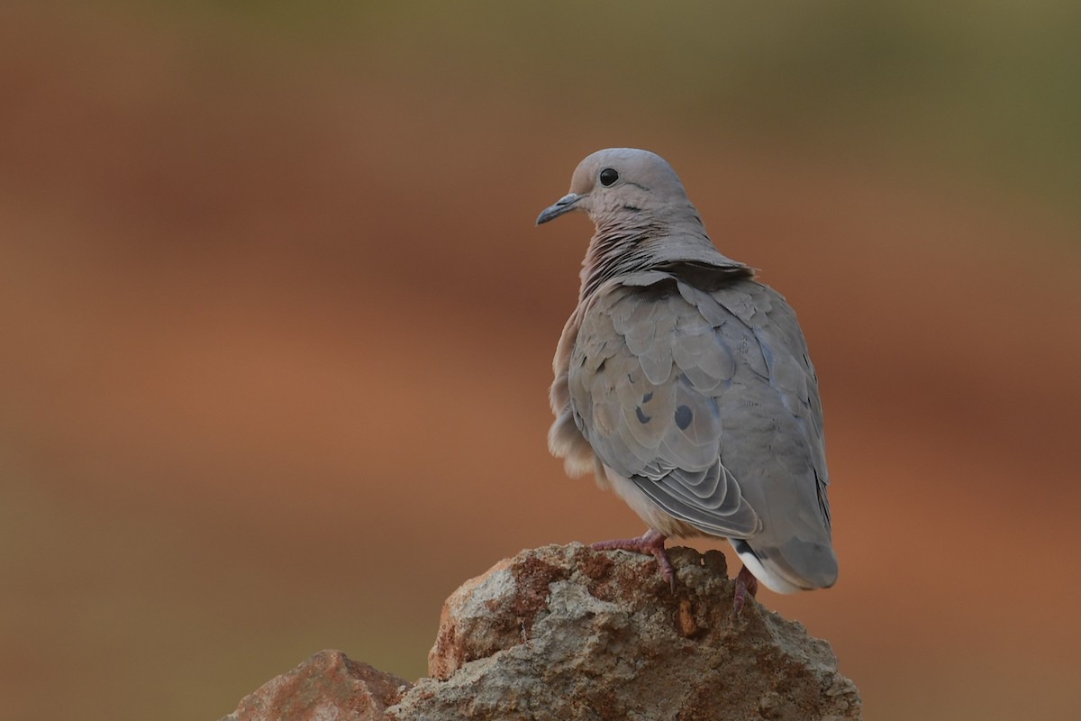 Küpeli Kumru - ML647797258