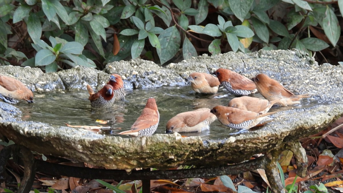 Pullu Munya - ML647797259