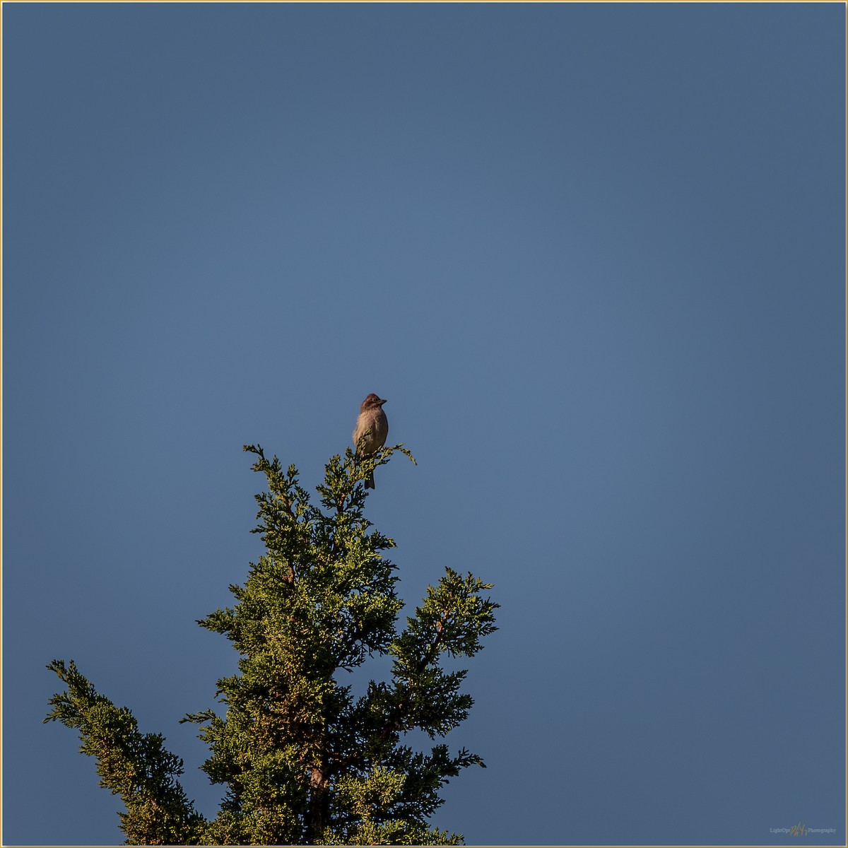 Cassin Çütresi - ML647797260