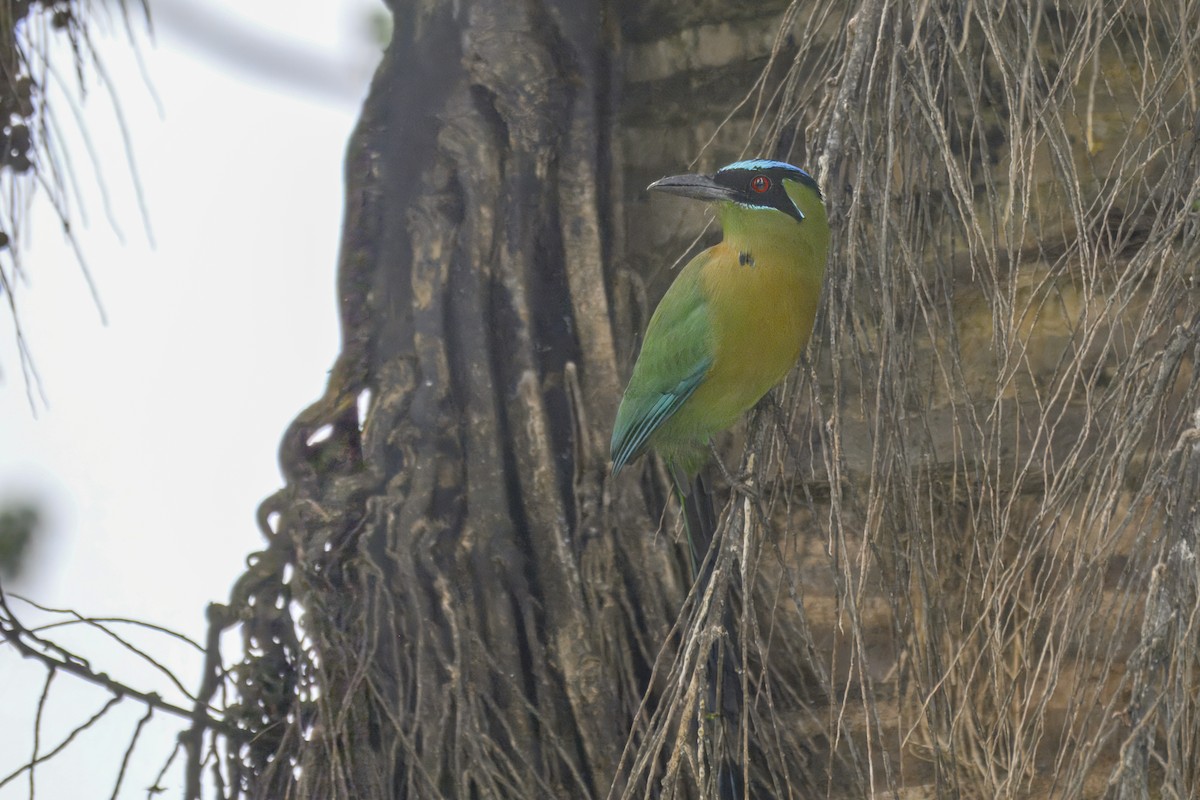 Lesson's Motmot - ML647797265