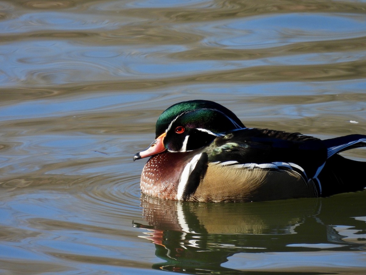 美洲鴛鴦 - ML647797285