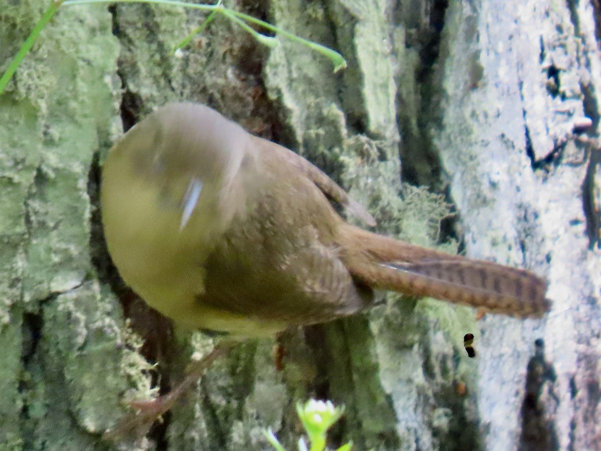 Southern House Wren - ML647797286