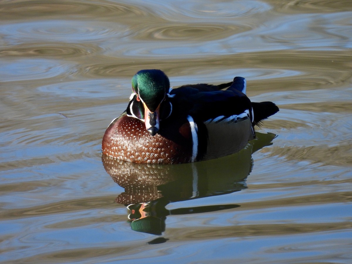 美洲鴛鴦 - ML647797290