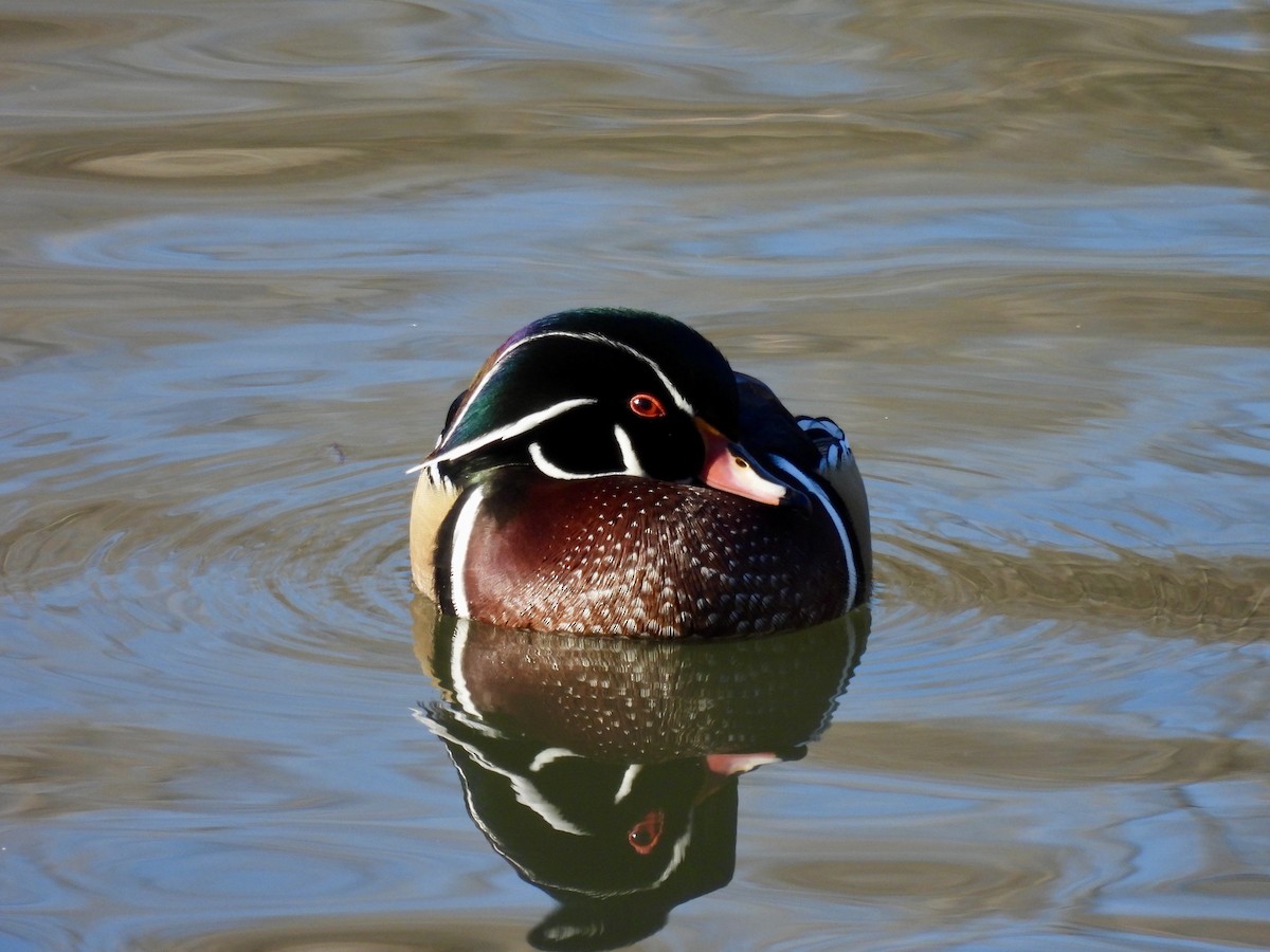 美洲鴛鴦 - ML647797293