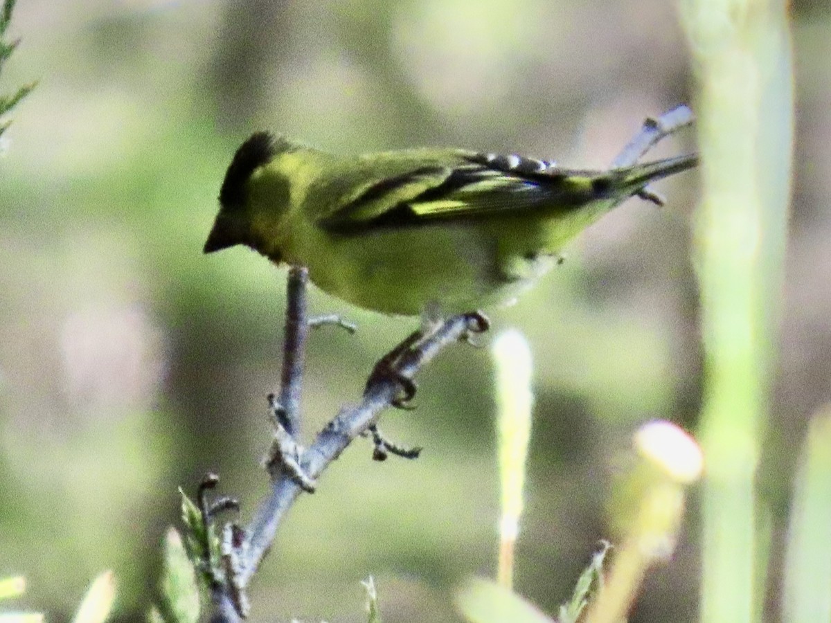Black-chinned Siskin - ML647797302