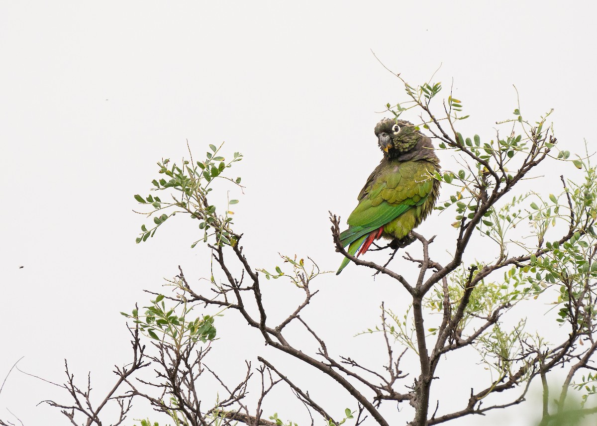 Scaly-headed Parrot - ML647797338