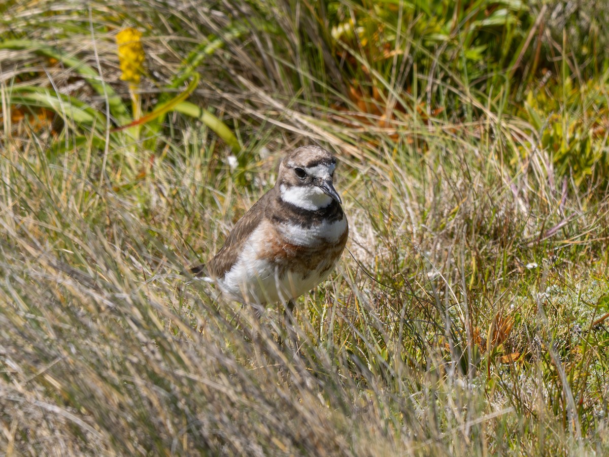 Пісочник рудоволий - ML647797341