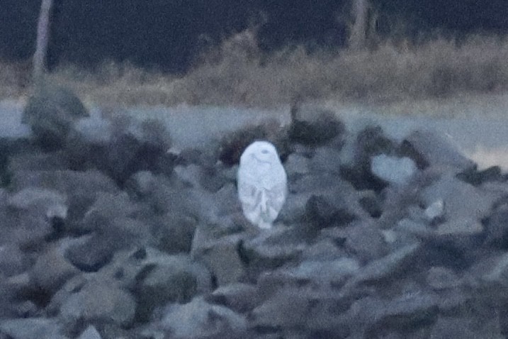 Snowy Owl - ML647797343