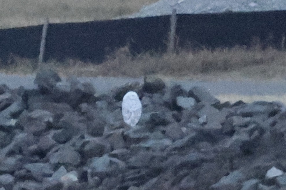 Snowy Owl - ML647797344