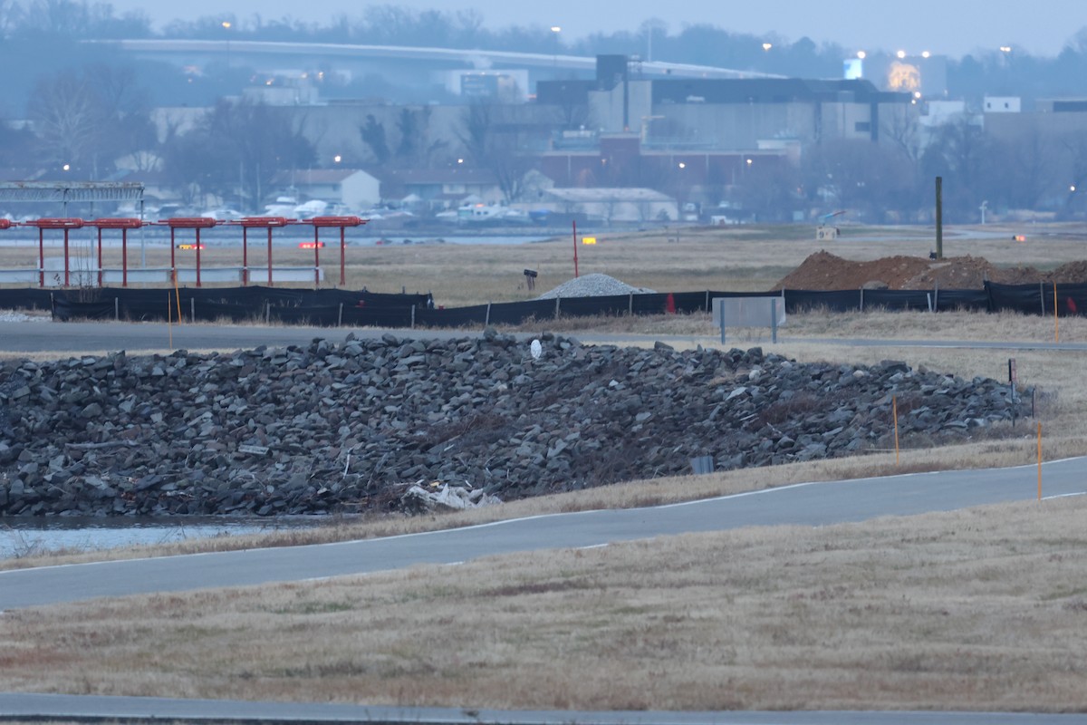 Snowy Owl - ML647797345