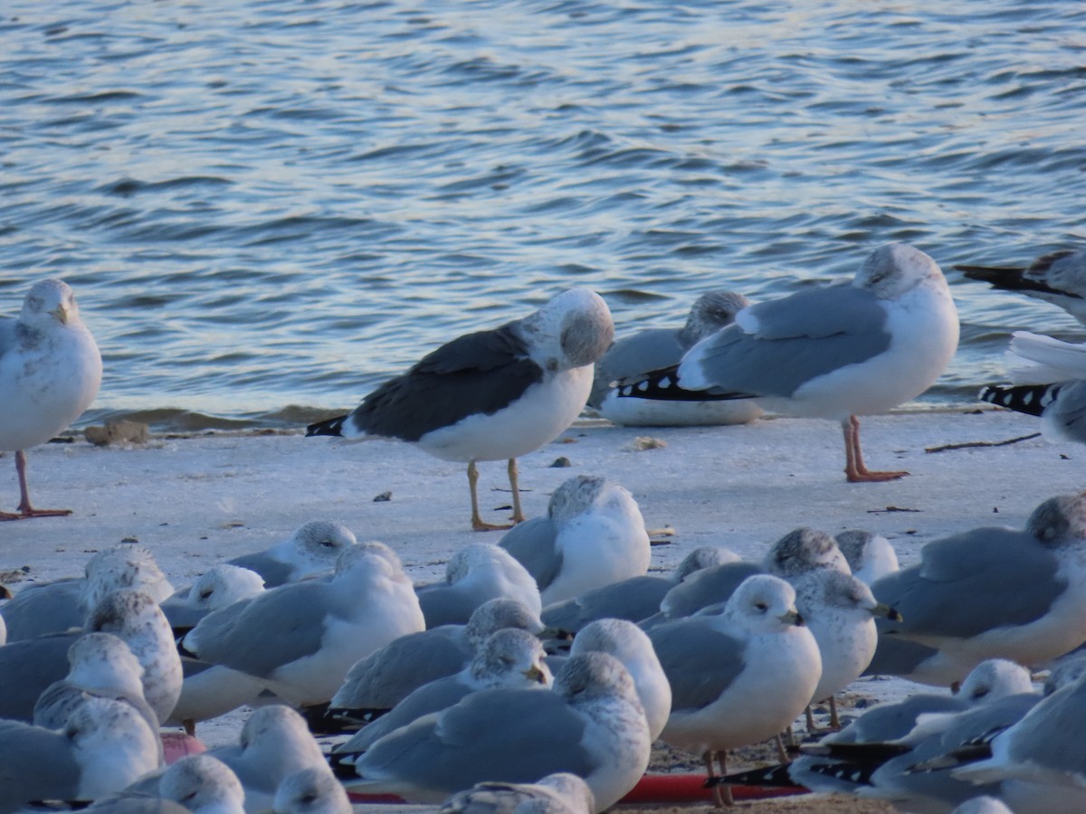 Lesser Black-backed Gull - ML647797351