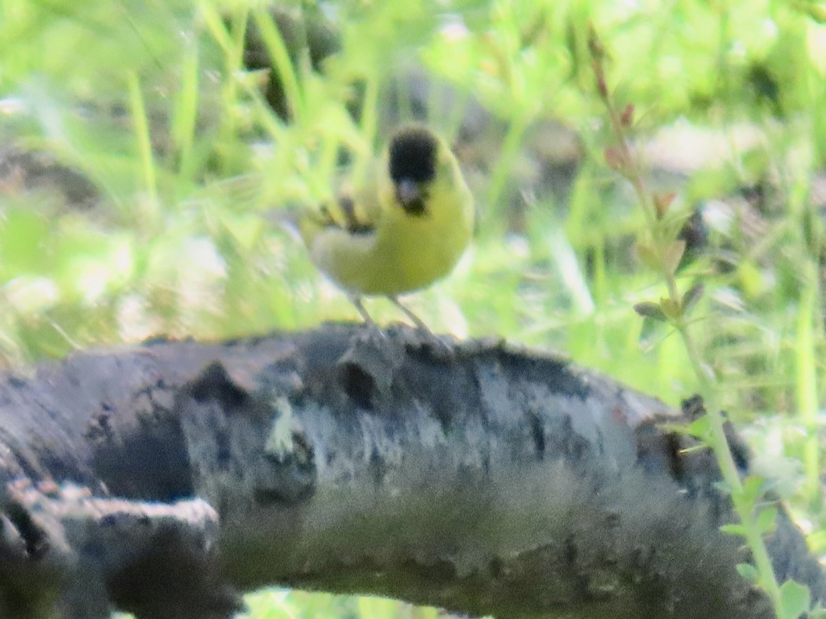 Black-chinned Siskin - ML647797369