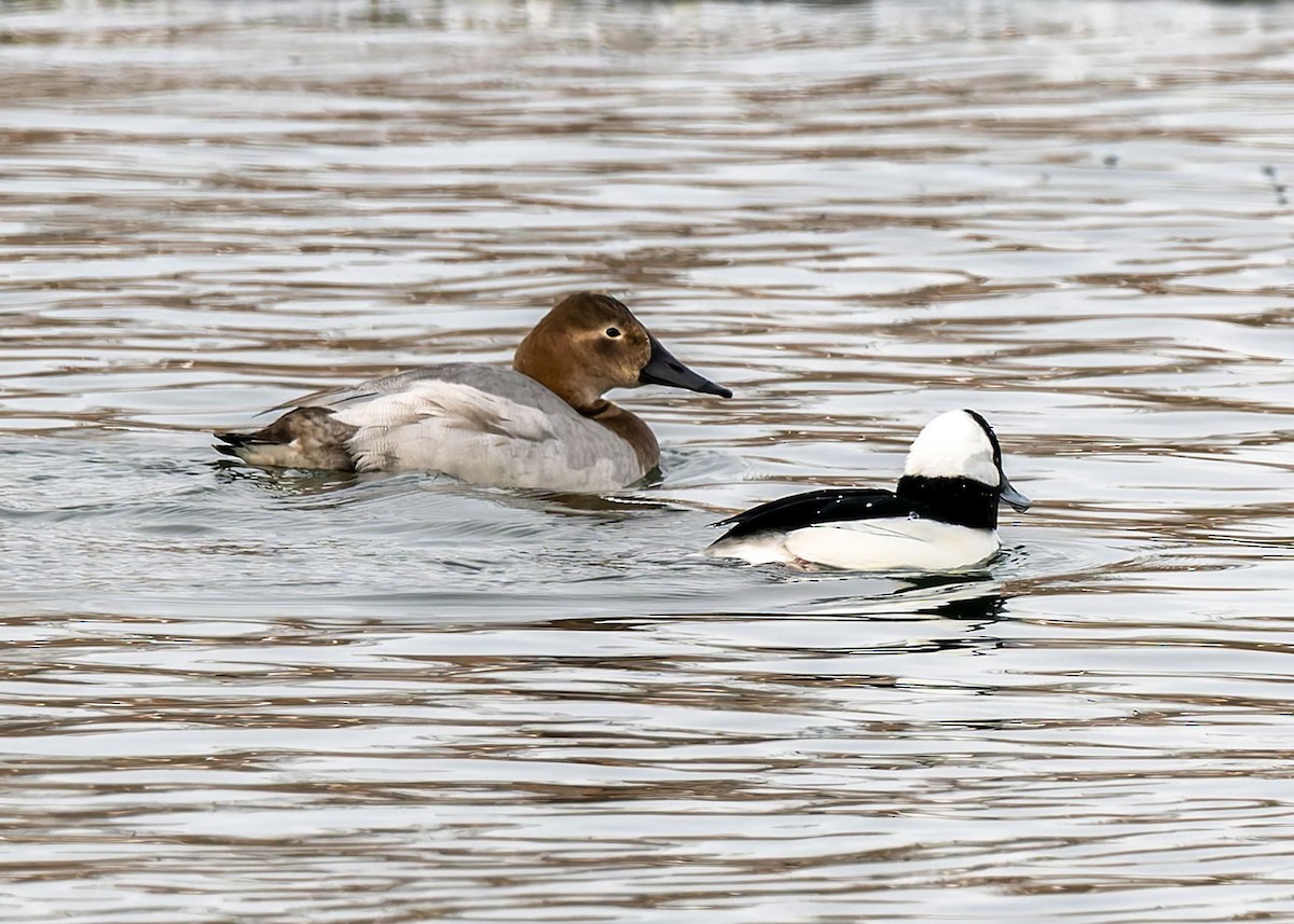 Büyük Elmabaş - ML647797370