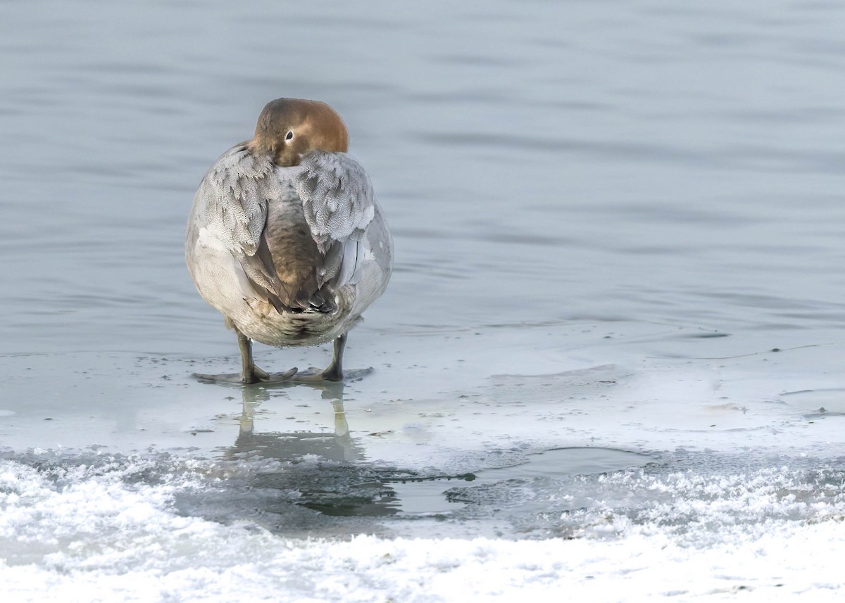 Büyük Elmabaş - ML647797371