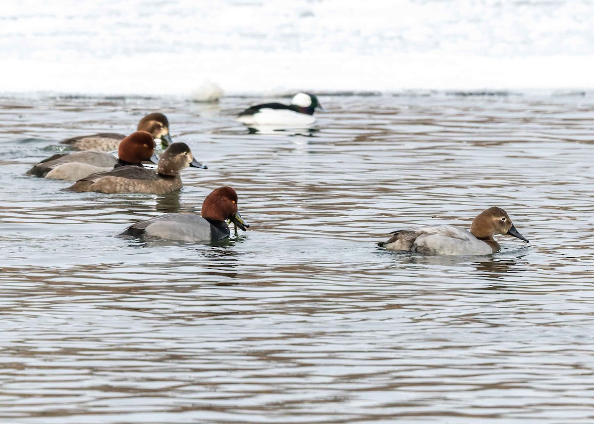 Büyük Elmabaş - ML647797372