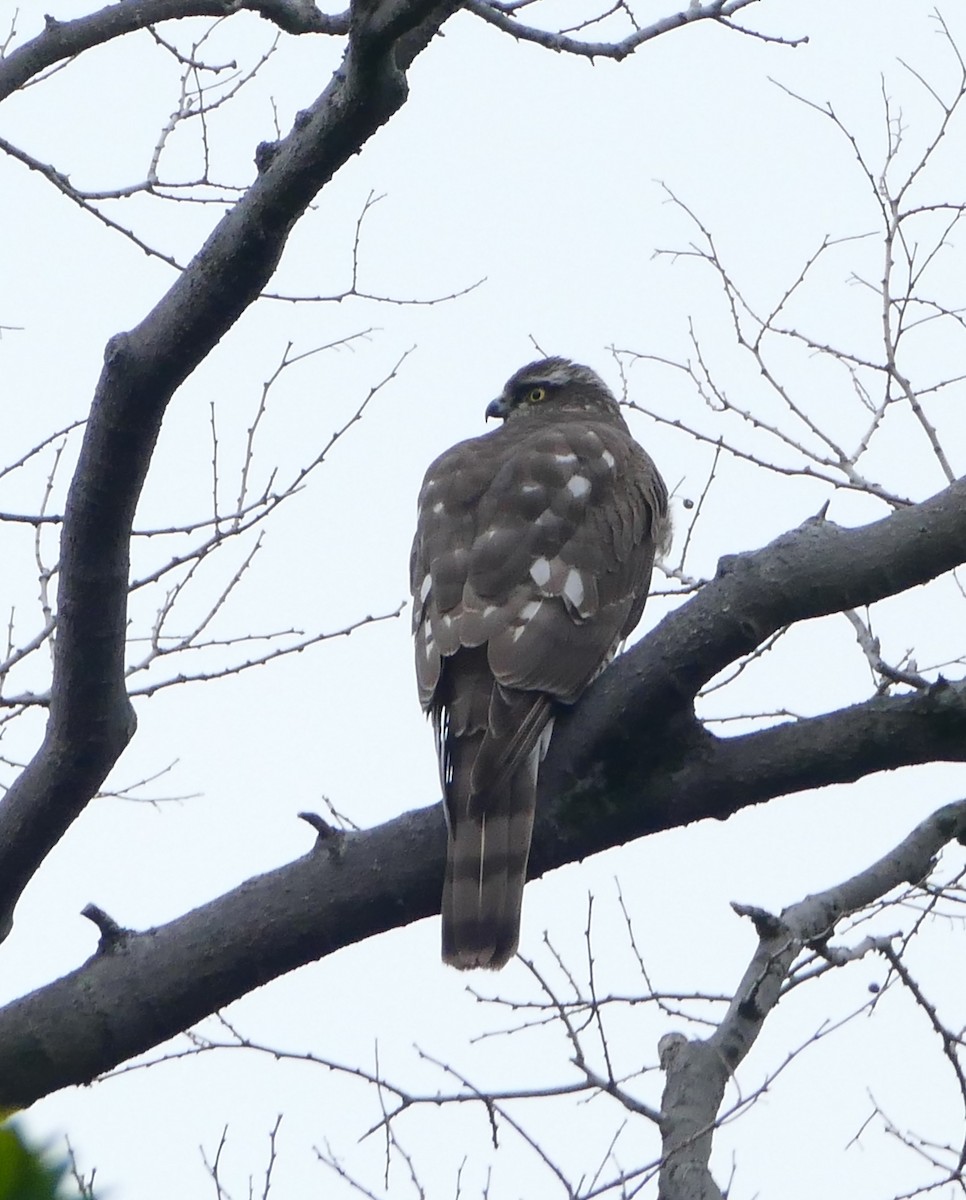 Eurasian Sparrowhawk - ML647797379