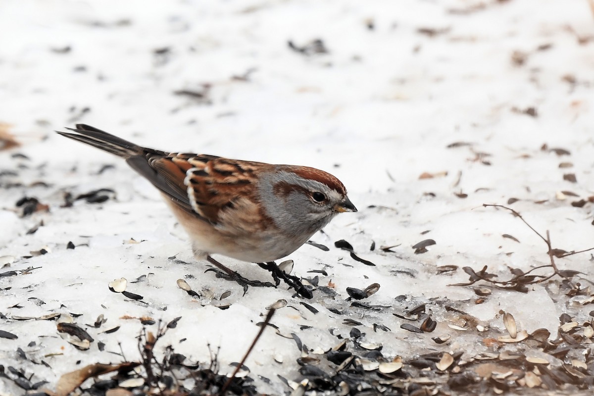 Пасовник північний - ML647797383