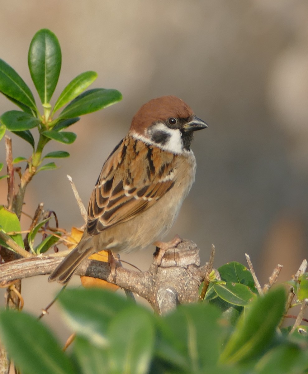 Eurasian Tree Sparrow - ML647797401