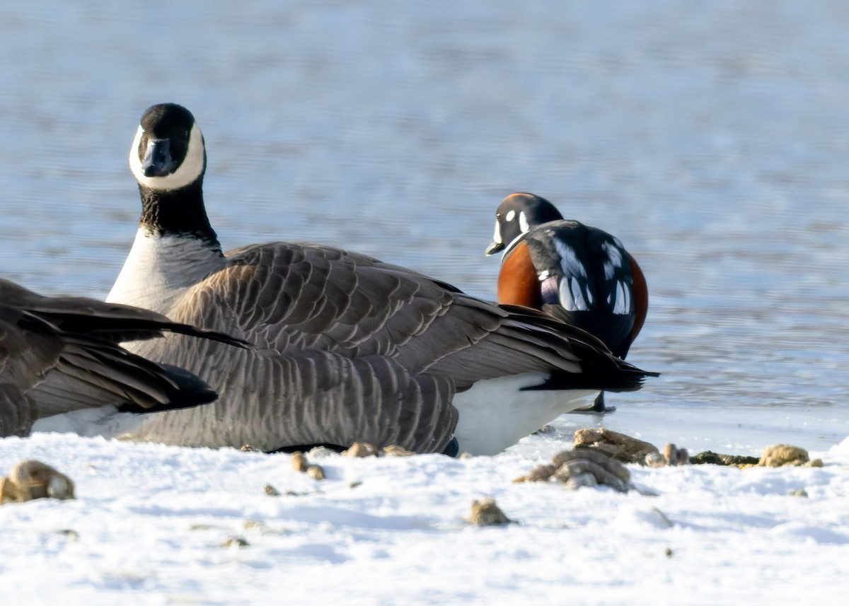 Palyaço Ördeği - ML647797413