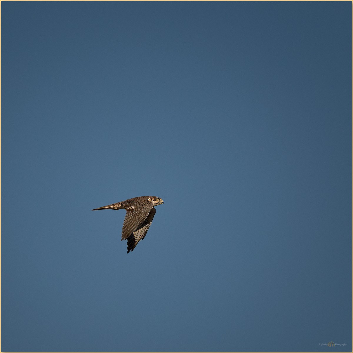 Faucon des prairies - ML647797421