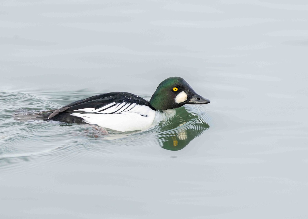 Garrot à oeil d'or - ML647797422