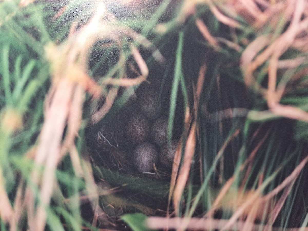 Bruant chanteur - ML647797423