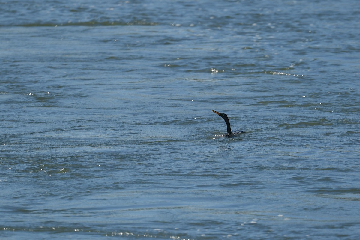 Anhinga d'Amérique - ML647797426