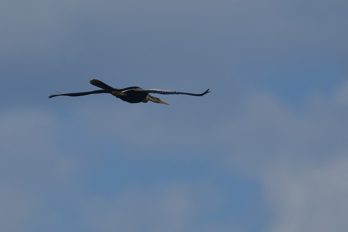 Anhinga d'Amérique - ML647797427