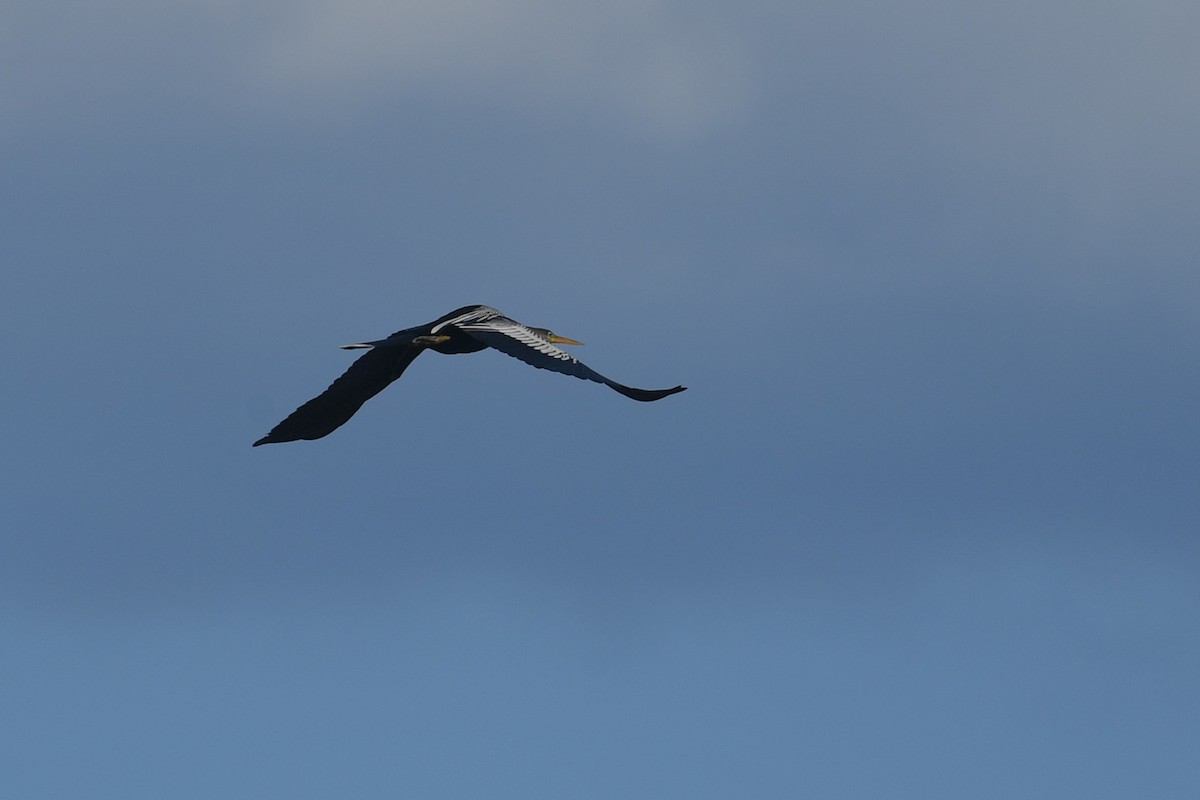 Anhinga d'Amérique - ML647797428