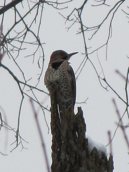 Pic flamboyant - ML647797429