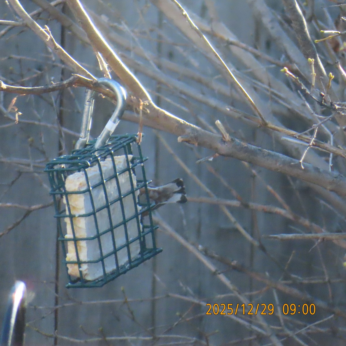 Sittelle à poitrine blanche - ML647797430