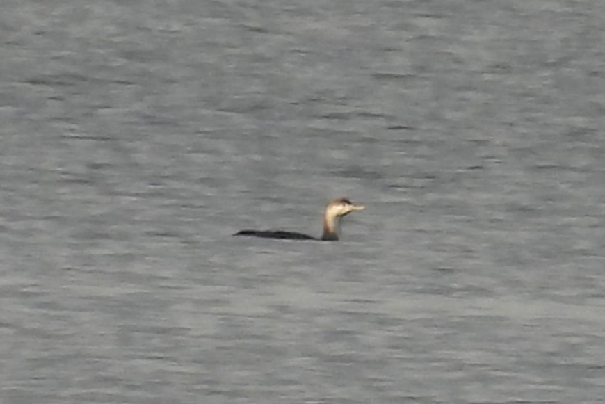 Plongeon catmarin - ML647797432