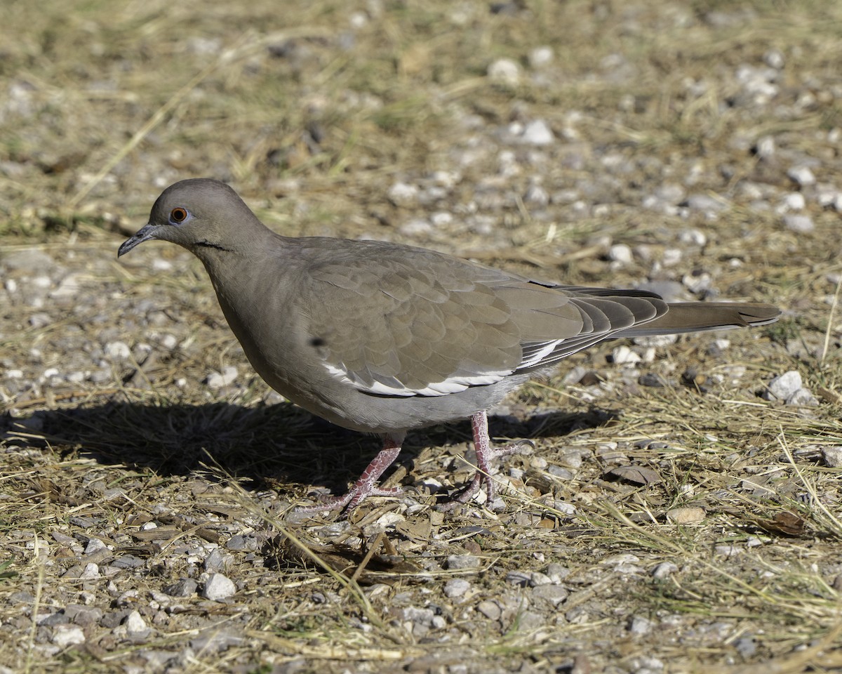 Tourterelle à ailes blanches - ML647797433