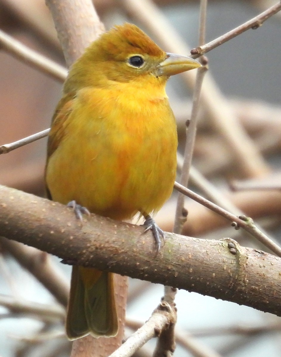 Piranga vermillon - ML647797437