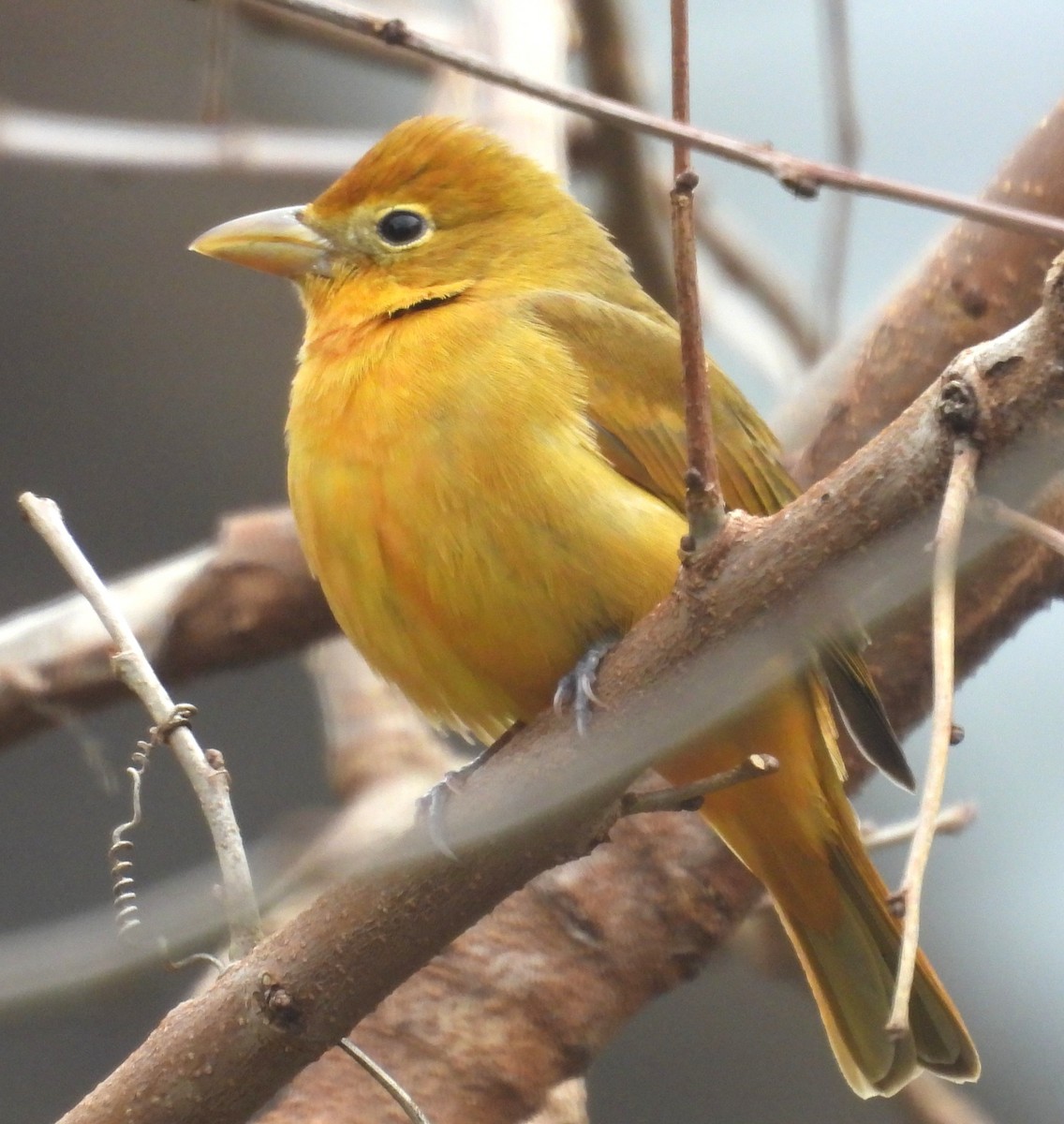 Piranga vermillon - ML647797438