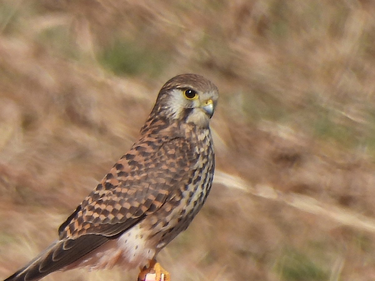 Faucon crécerelle - ML647797440