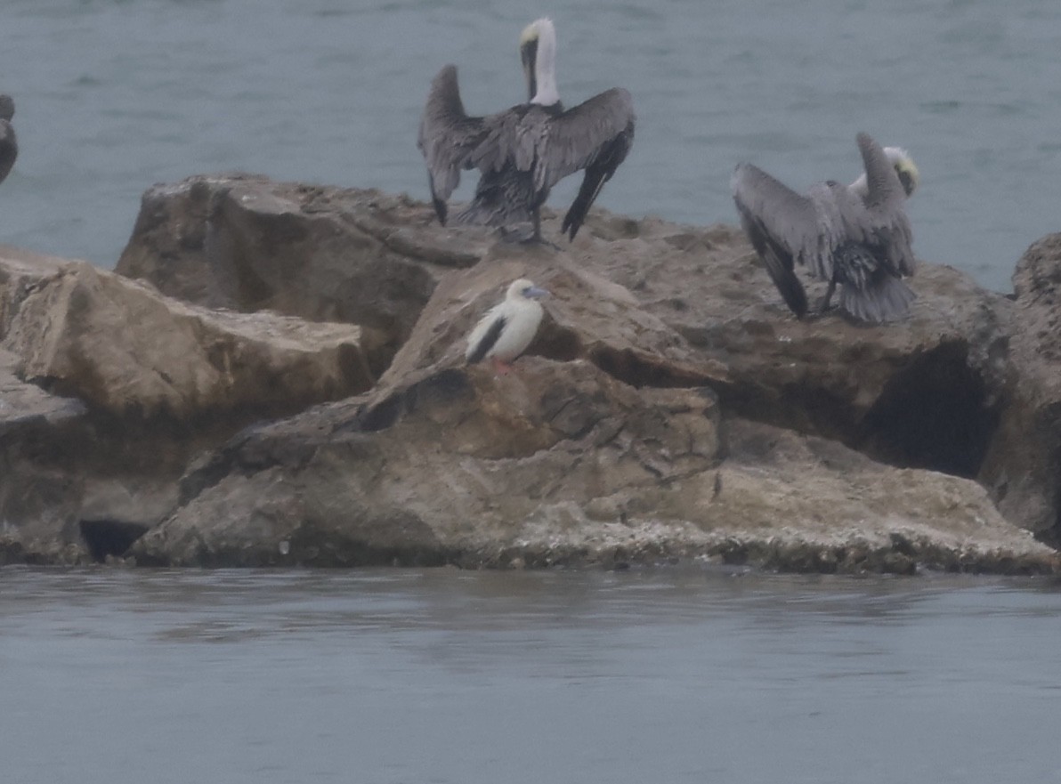 Fou à pieds rouges - ML647797442
