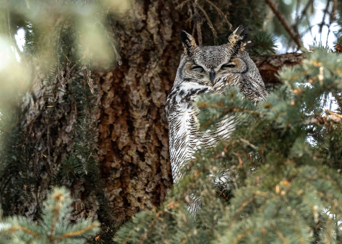 Grand-duc d'Amérique - ML647797444