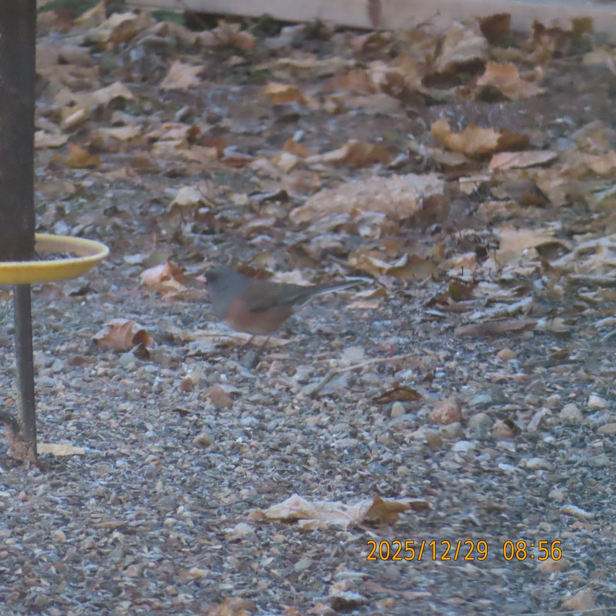 Junco ardoisé (mearnsi) - ML647797445