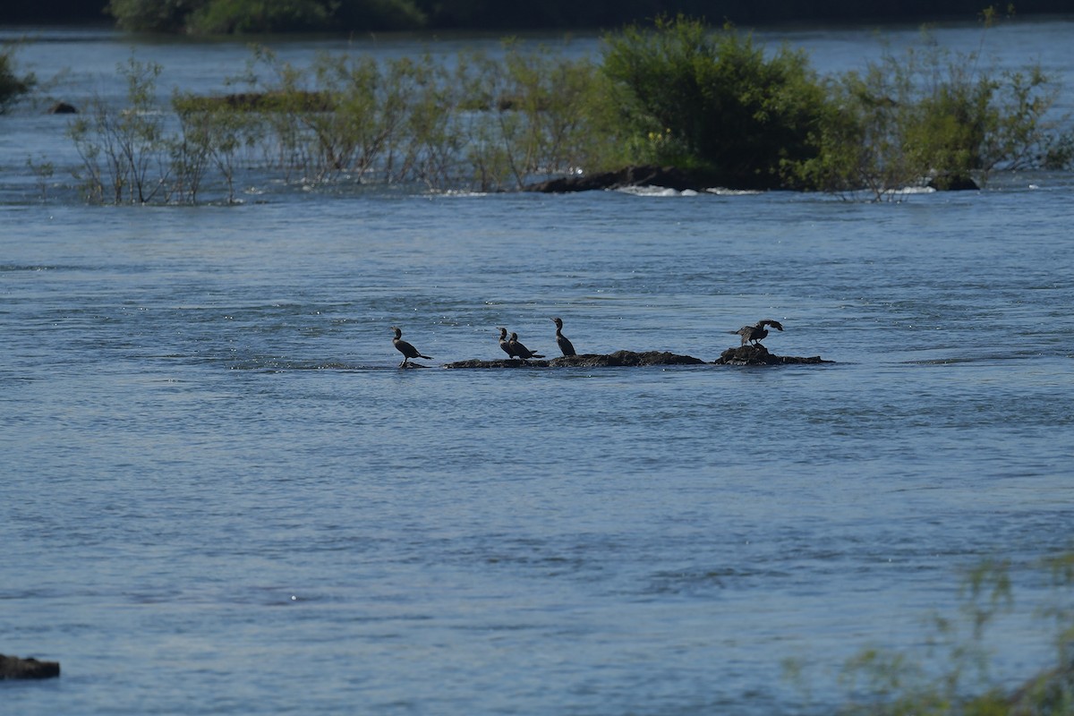 Cormoran vigua - ML647797446