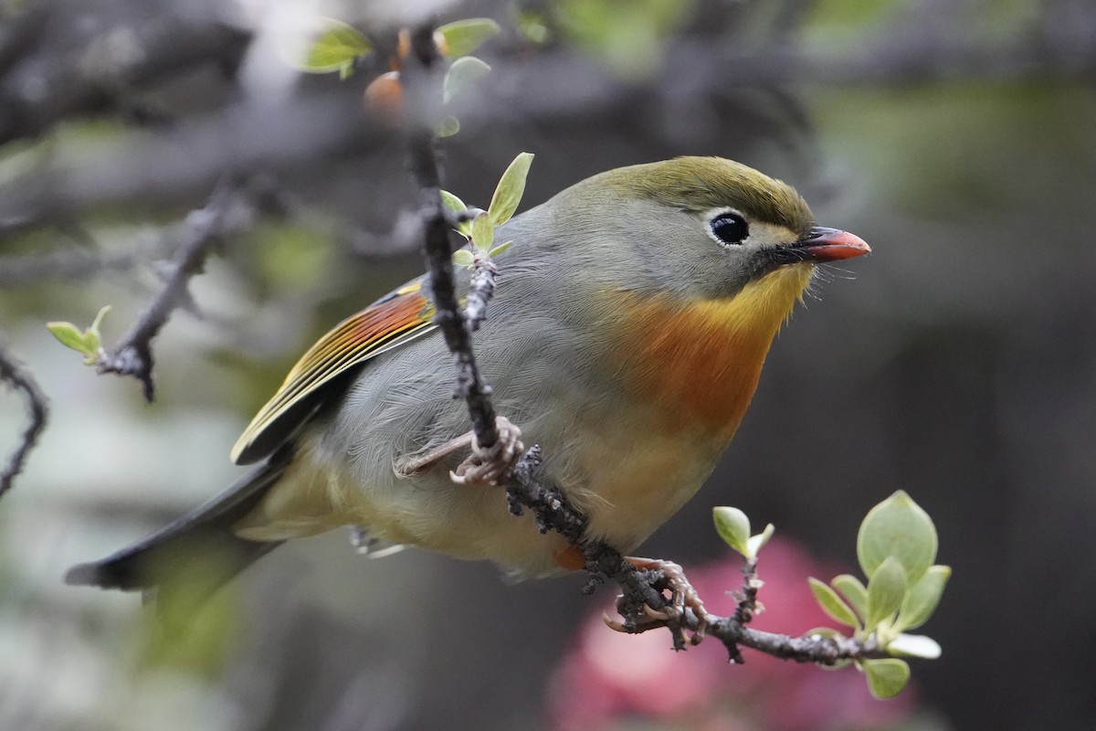 Léiothrix jaune - ML647797447