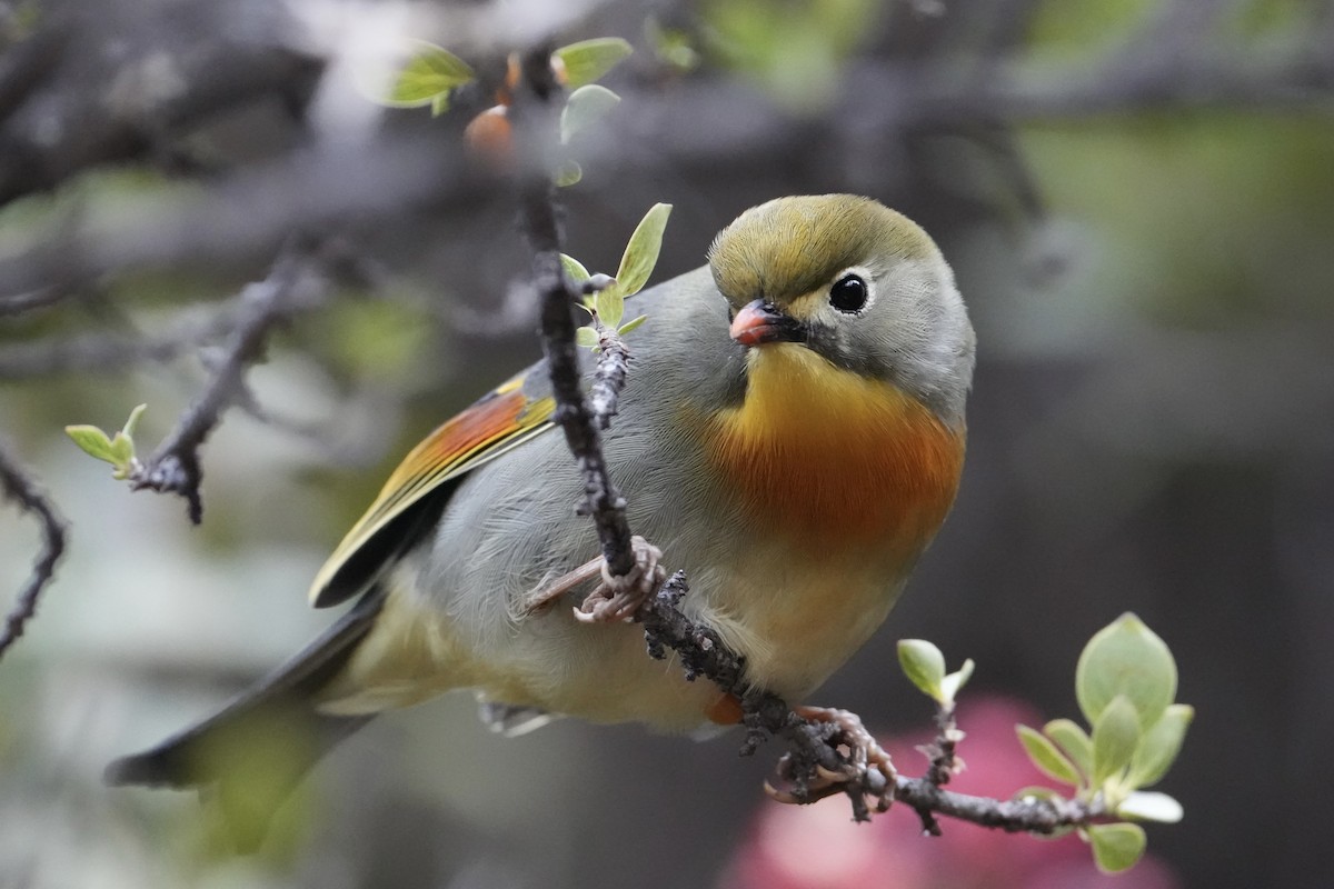 Léiothrix jaune - ML647797448