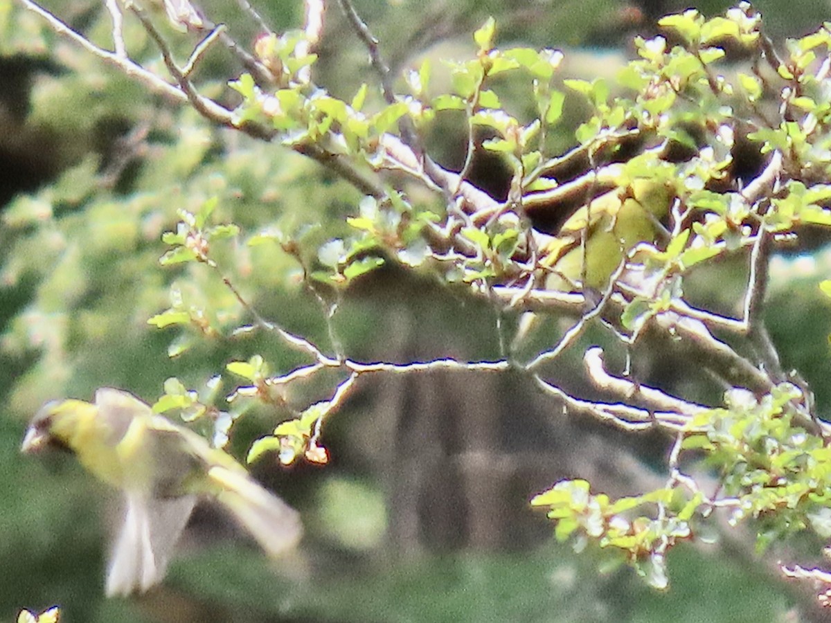 Tarin à menton noir - ML647797453